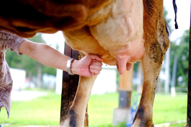 牛の乳しぼり体験