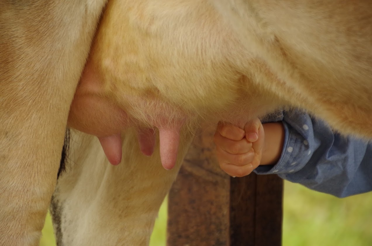 牛の乳しぼり体験