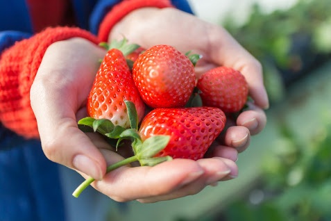 いちご摘み体験