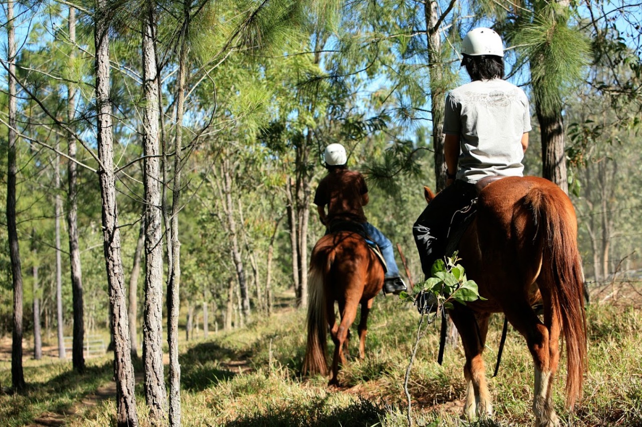 乗馬上級者は森を散策することも