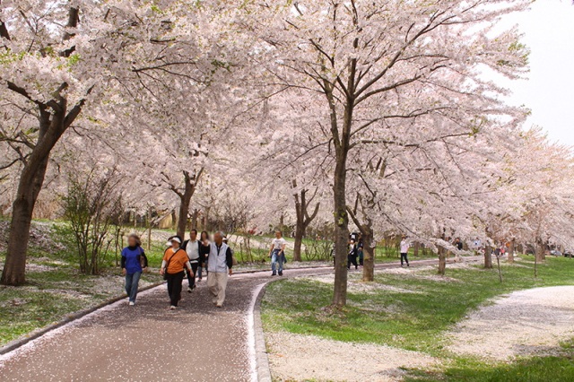 鶴の舞橋桜まつり