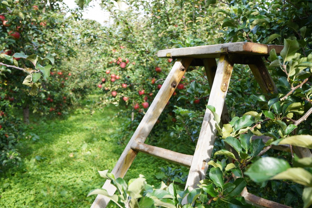 弘南鉄道×りんご畑　鉄道利用者向け企画　今日もりんごの木の…