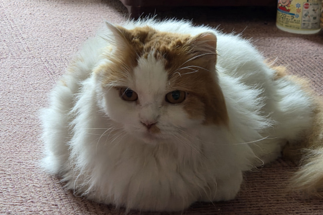 看板ねこ トラ吉