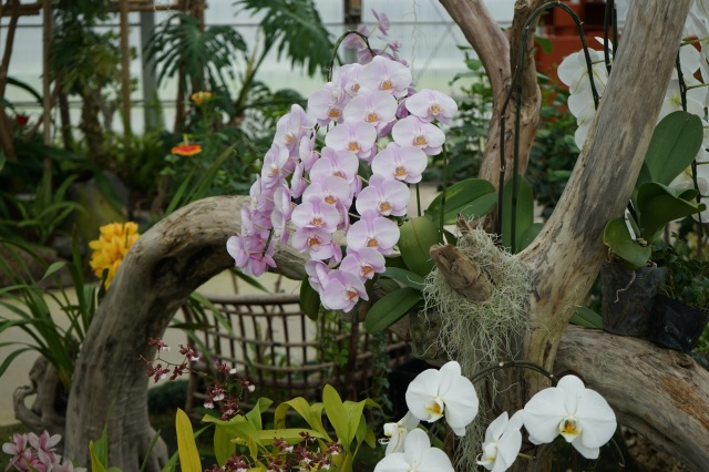 第39回夜越山洋ランまつり