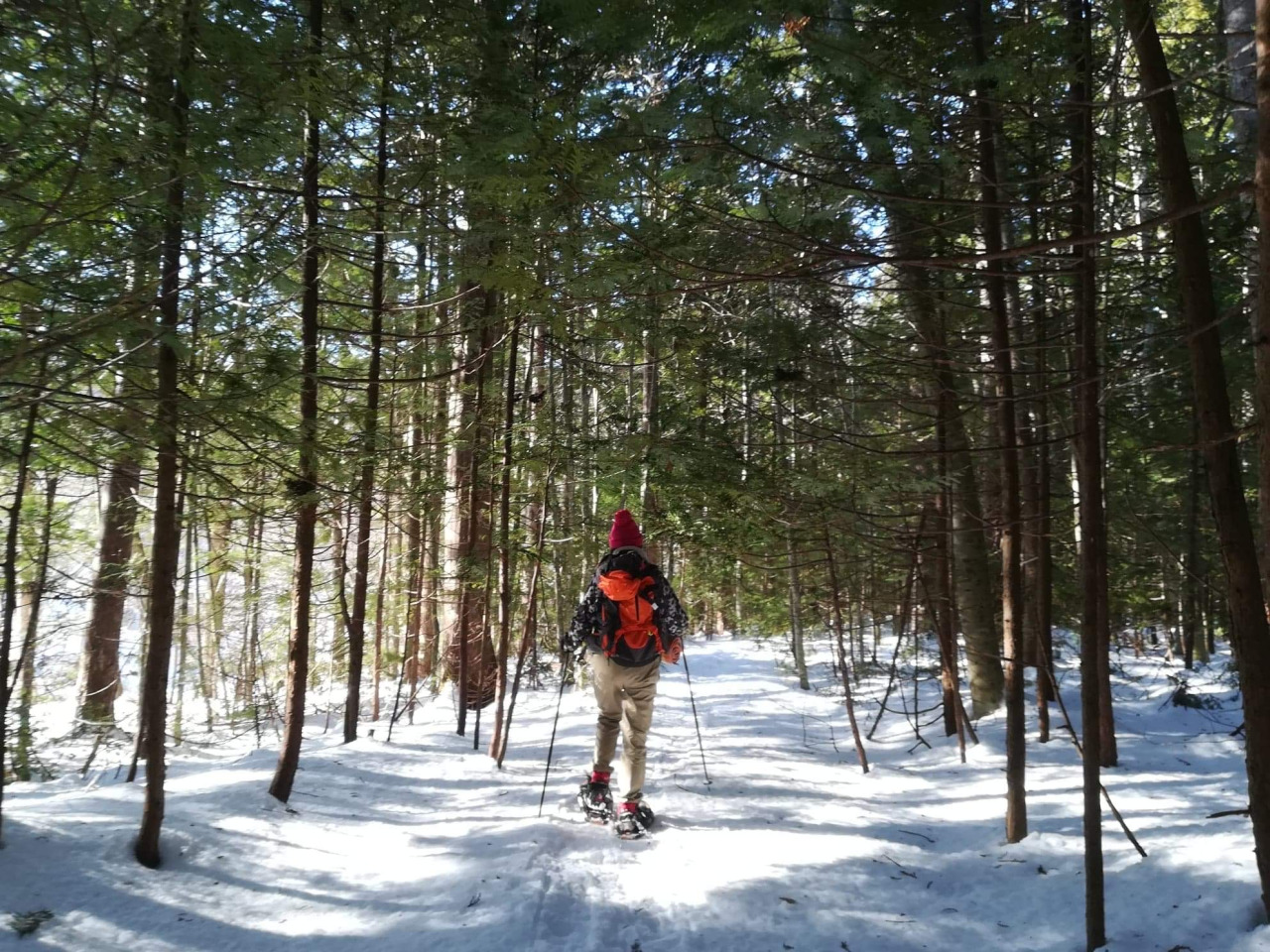 スノーシューで、マグ女と下北半島のヒバの森探検