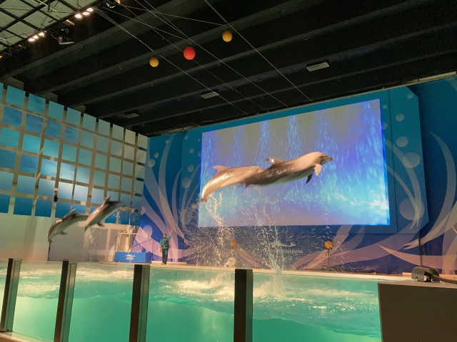 青森県営浅虫水族館 イルカパフォーマンス