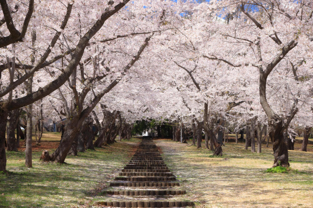 岩木山桜林公園
