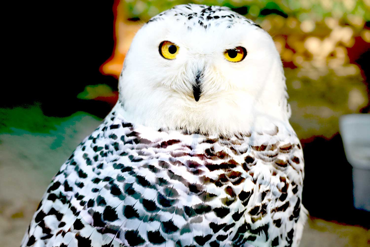 弥生いこいの広場