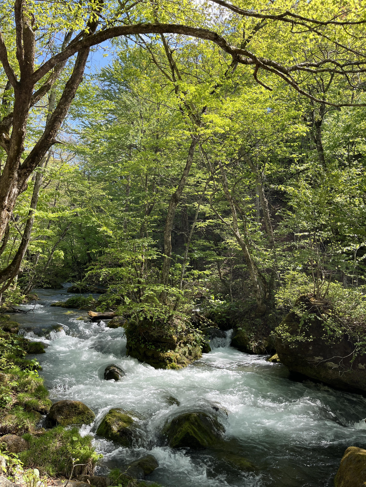 奥入瀬渓流散策ツアー