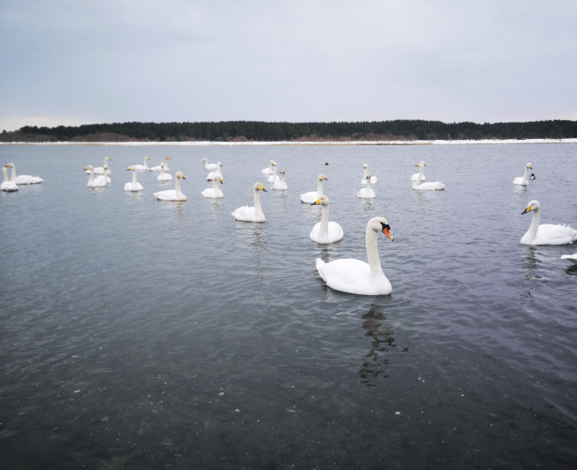 尾鮫レイクサイドパーク