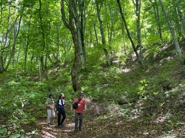 世界自然遺産の径・ブナ林散策道満喫コース