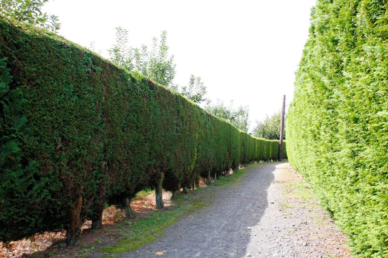 リヤカーけんど