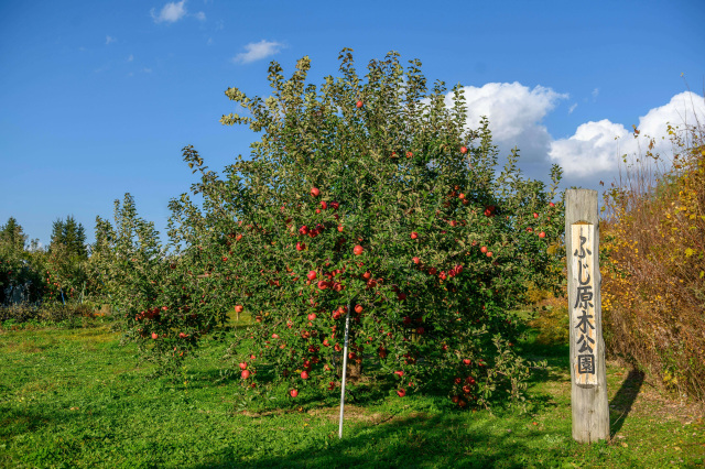藤崎町ふじ原木公園