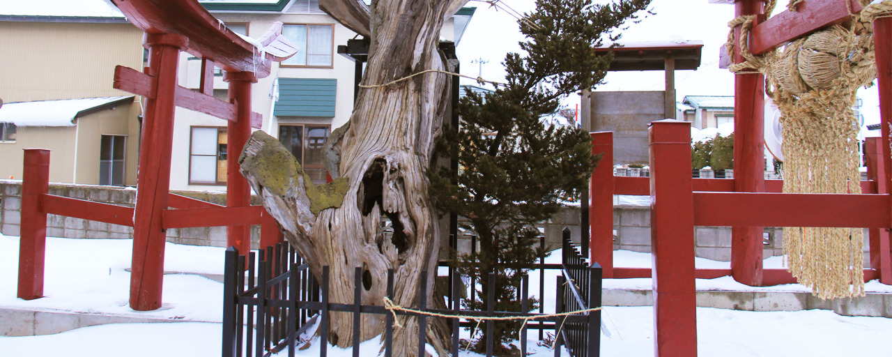 徳下イチイの古木(おんこの木)