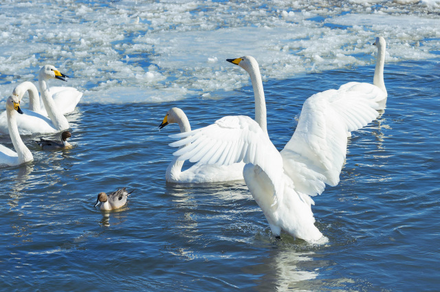 白鳥まつり 2026