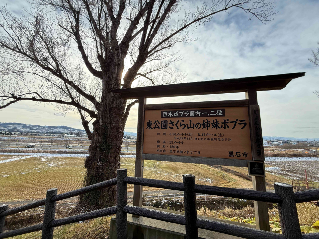 東公園のポプラ