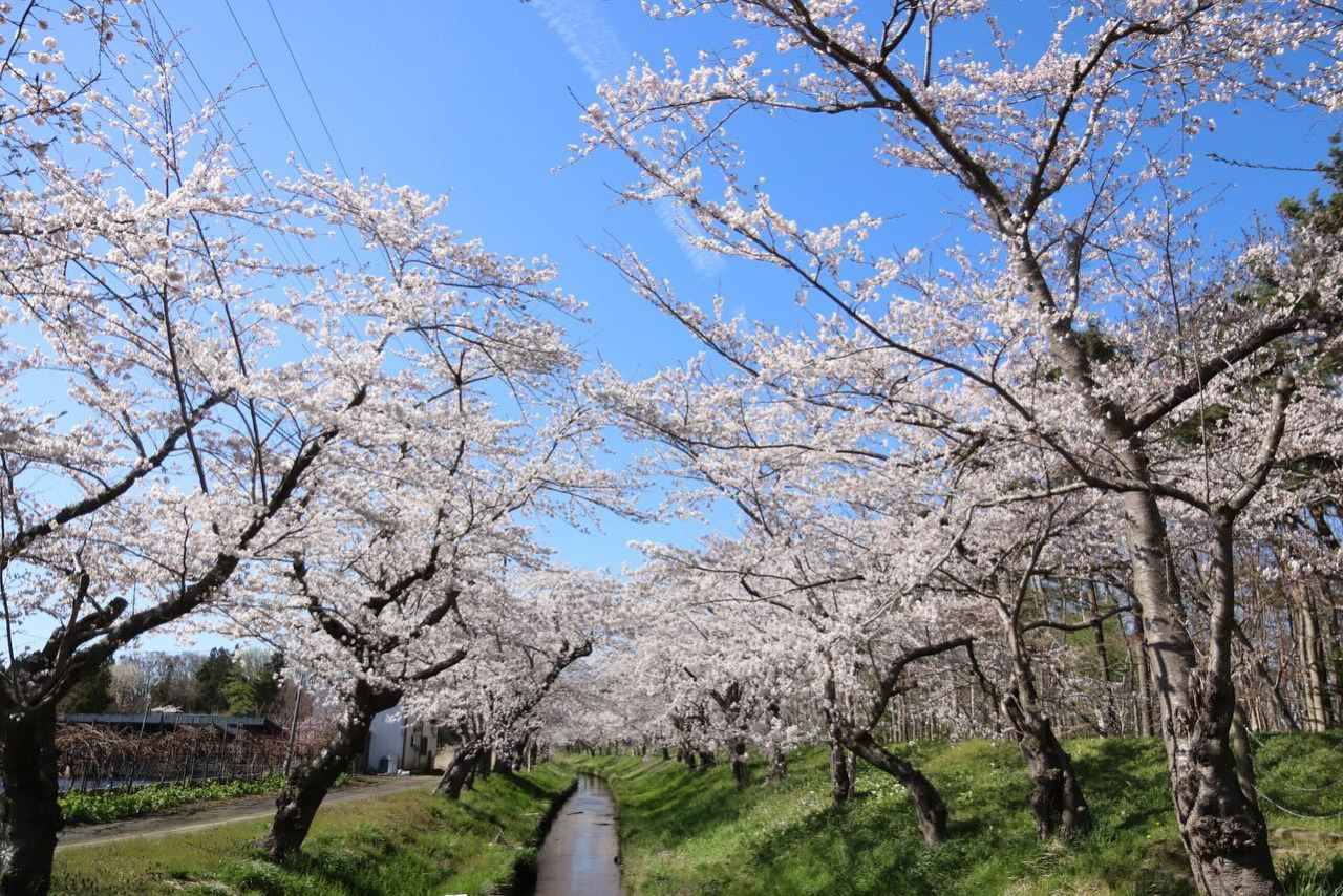 東北町春まつり