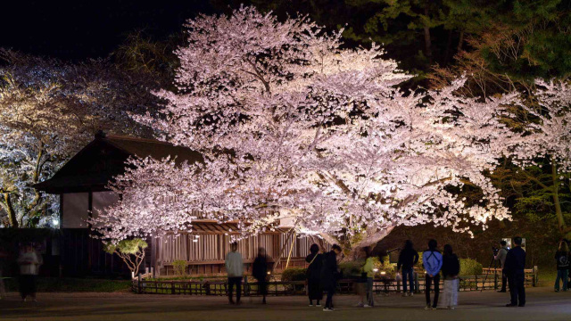弘前公園最長寿のソメイヨシノ