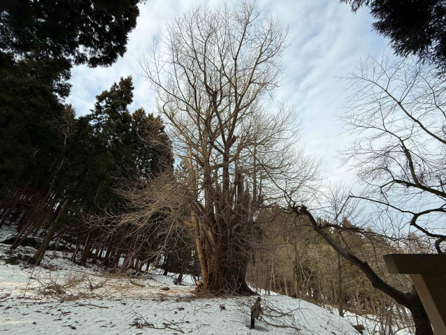 宮田のイチョウ