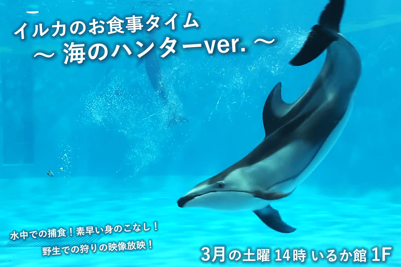 イルカのお食事タイム～海のハンターver.～
