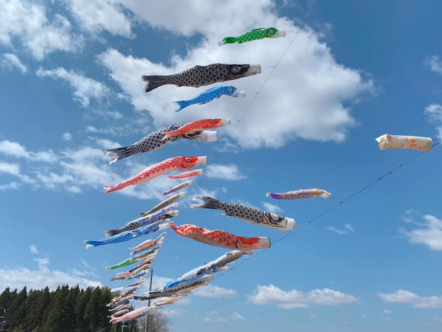 桜沼公園の鯉のぼり