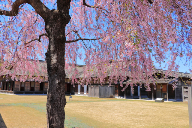 史跡根城・さくらWeeK！