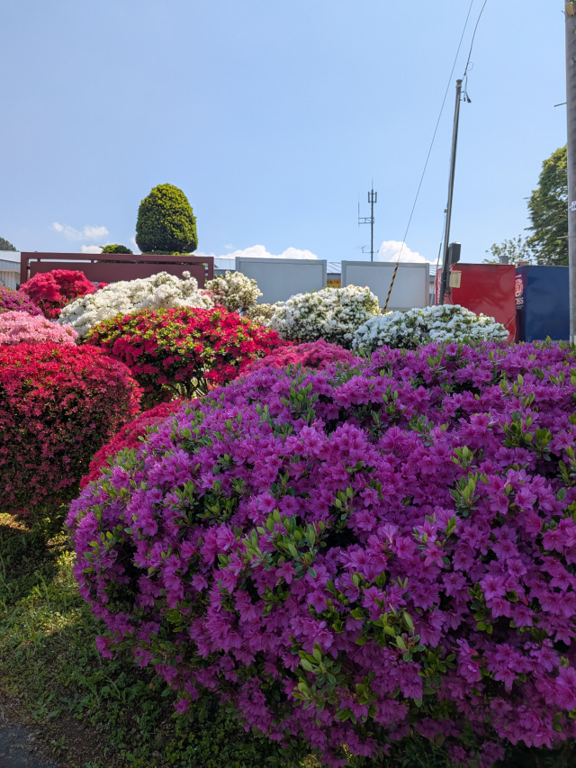 大鰐町役場のつつじ