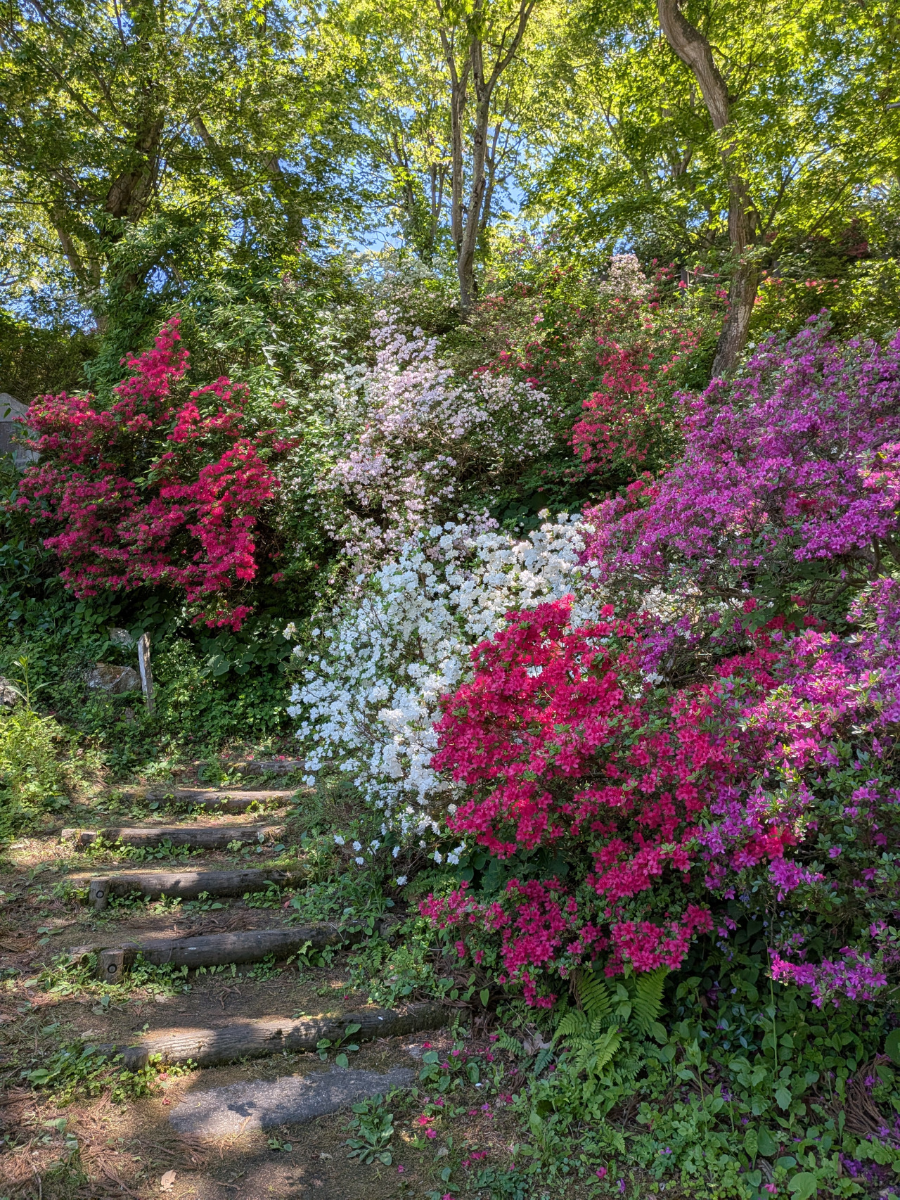 茶臼山公園のつつじ