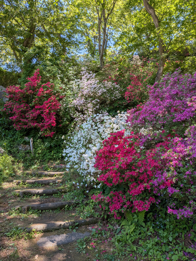 茶臼山公園のつつじ
