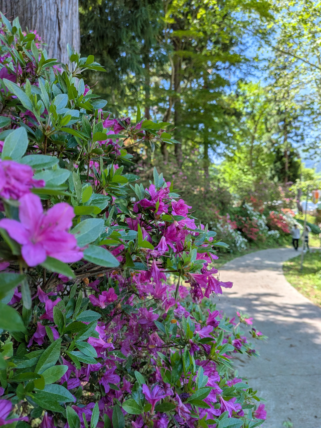茶臼山公園のつつじ