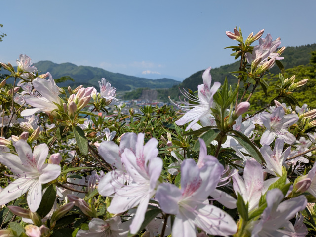 茶臼山公園のつつじ