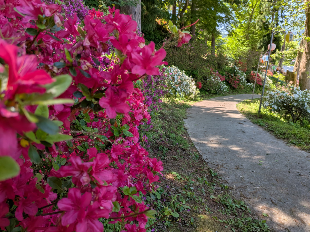 茶臼山公園のつつじ