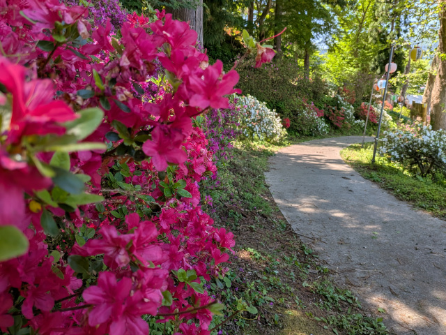 茶臼山公園のつつじ