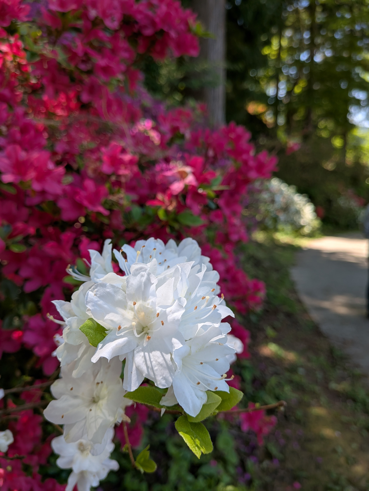 茶臼山公園のつつじ