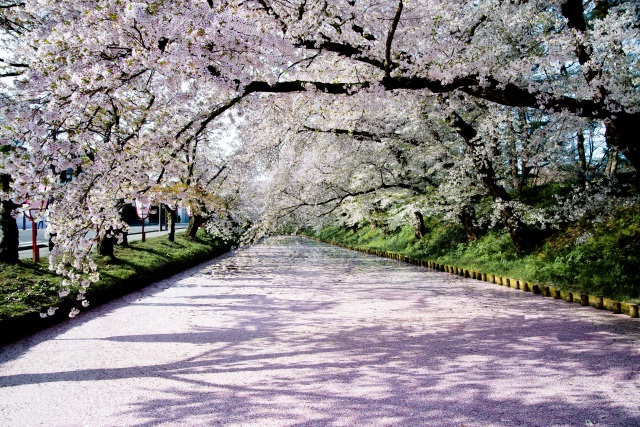 桜を見に行こう