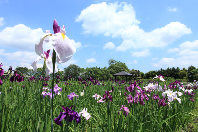 Idyllic landscapes of seasonal flowers and fun for all ages with hands-on activities at Risoukyo in Towada City