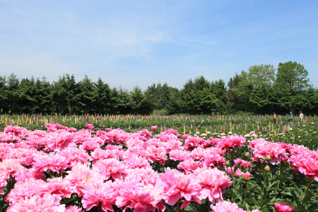도와다시의 리소쿄에서 만나는 사계절마다 꽃들이 화려하게 피어나는 절경과 다양한 연령층이 즐길 수 있는 체험형 액티비티