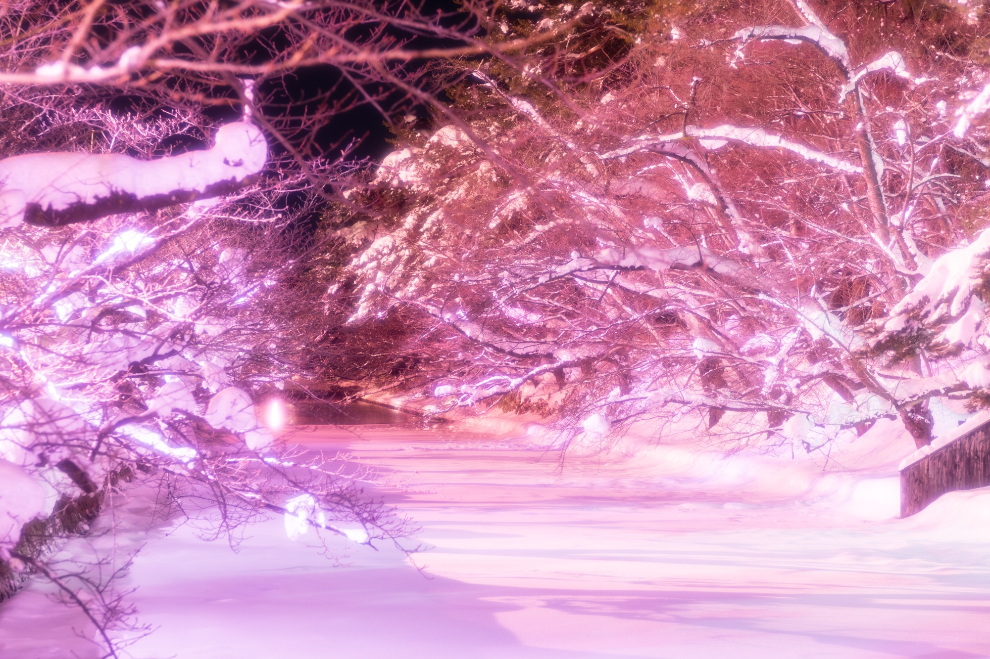 桜の枝に降り積もった雪がピンクに染まり幻想的な冬のお花見