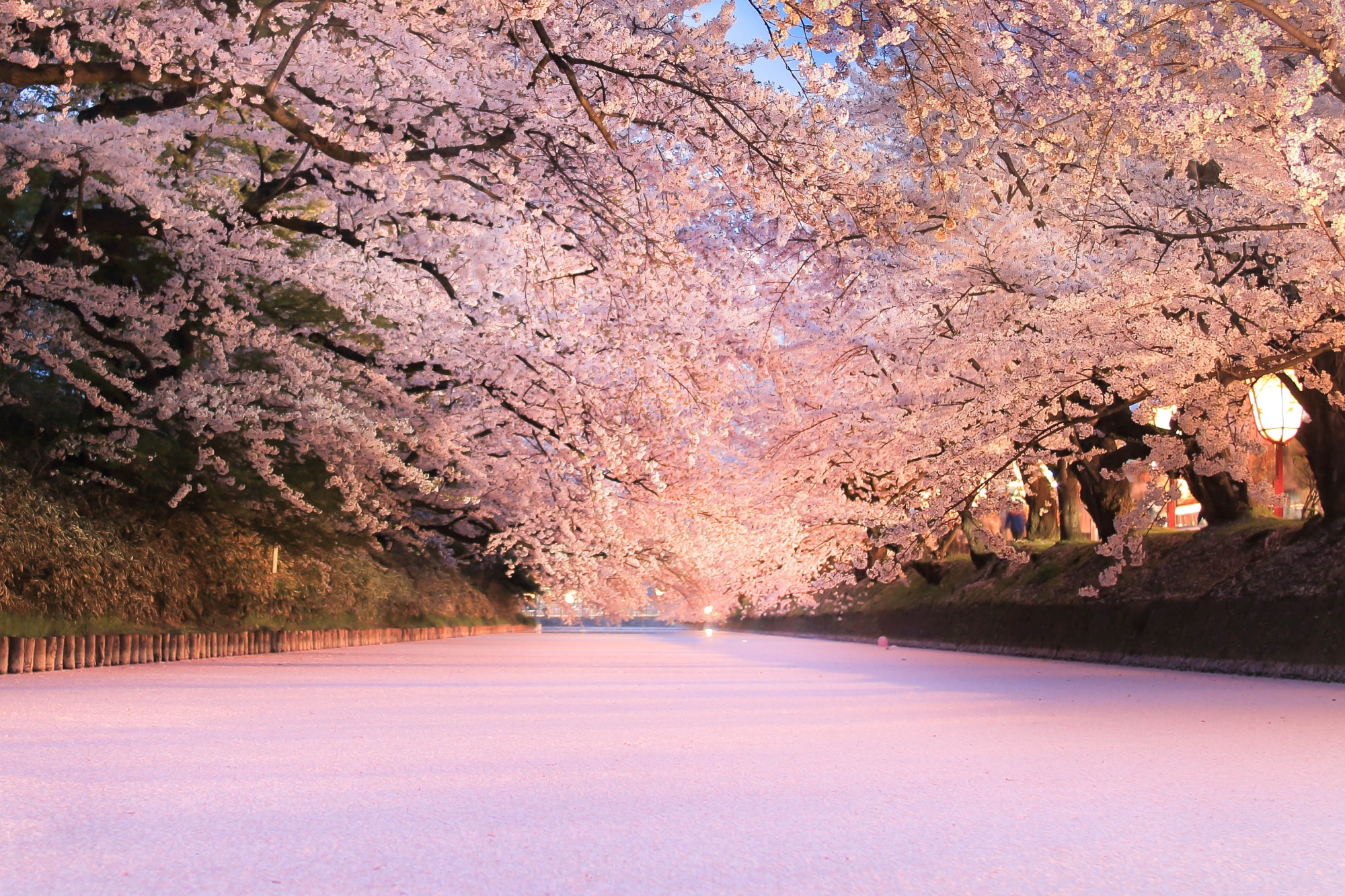 散り際の絶景。お濠が桜色に染まる。