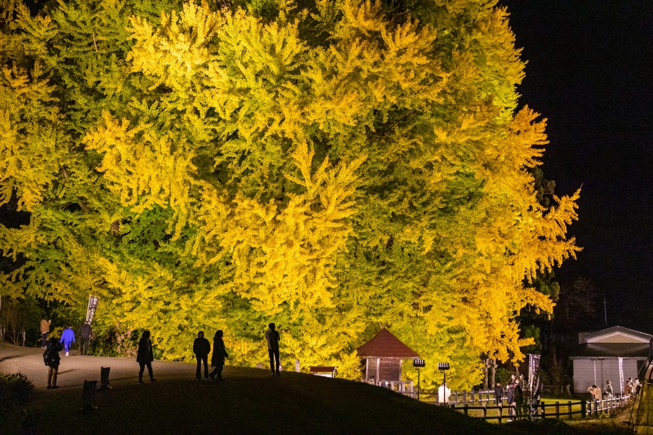 黄金色に色づく日本最大級のイチョウの木