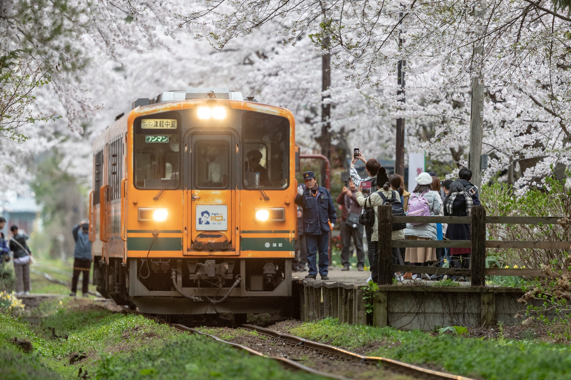 満開の桜のトンネルをローカル鉄道が走り抜ける
