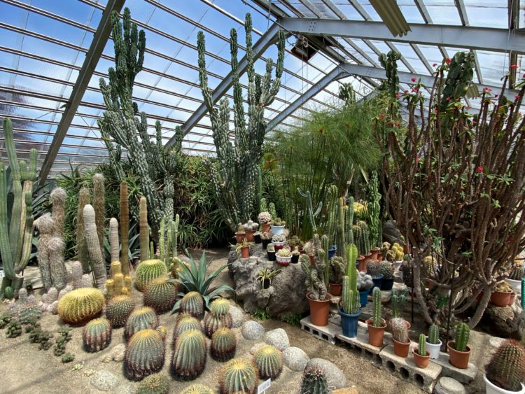 サボテン園