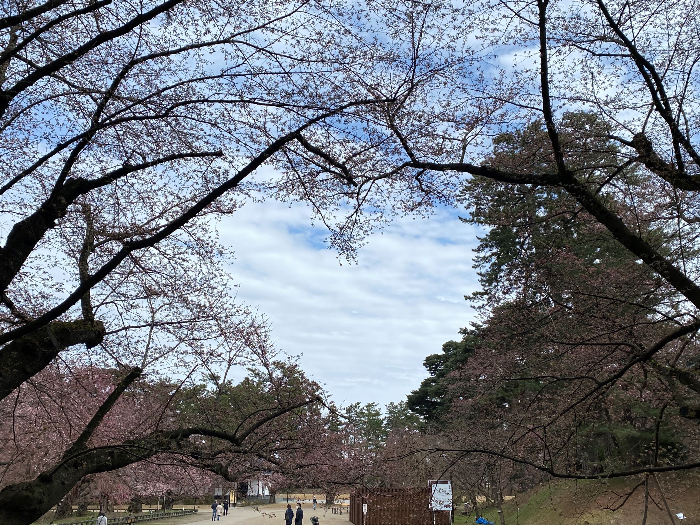 ハートの桜