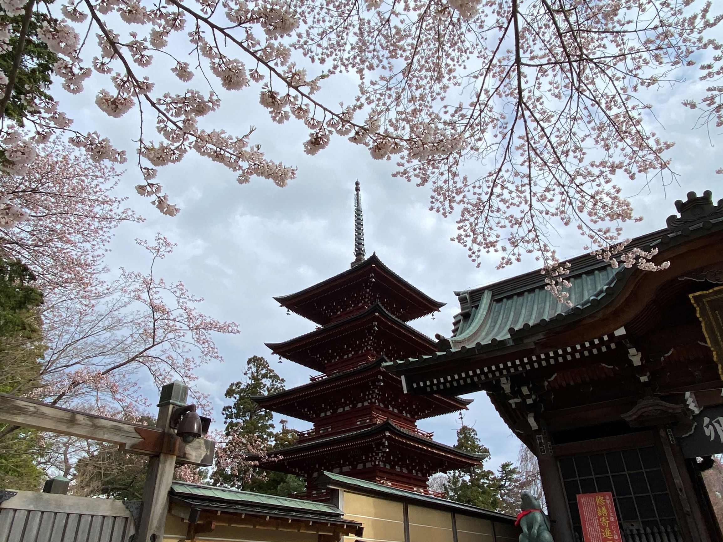桜と五重塔のコラボ