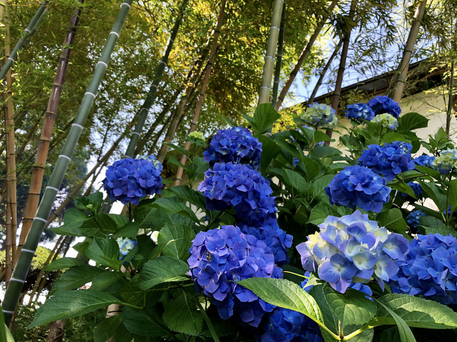 紫陽花と竹と蔵。景色が良いですね。