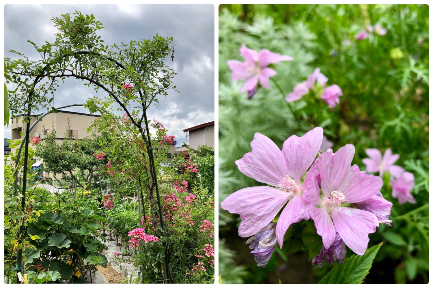 お花もたくさん