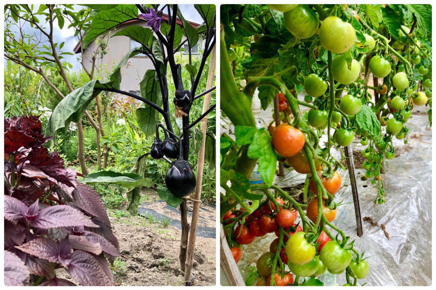 野菜の種類も豊富！