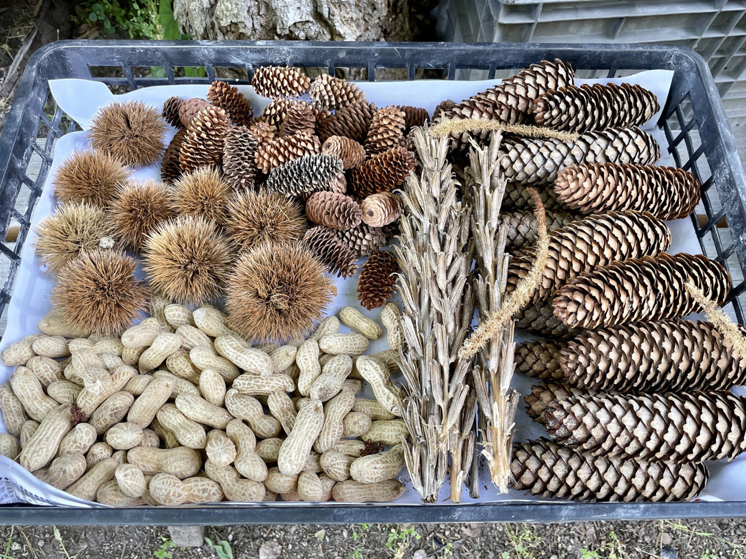 炭になる前の材料。