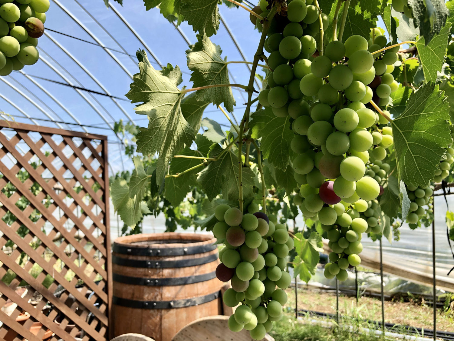 ぶどうもハウス内いっぱいに成ってました。