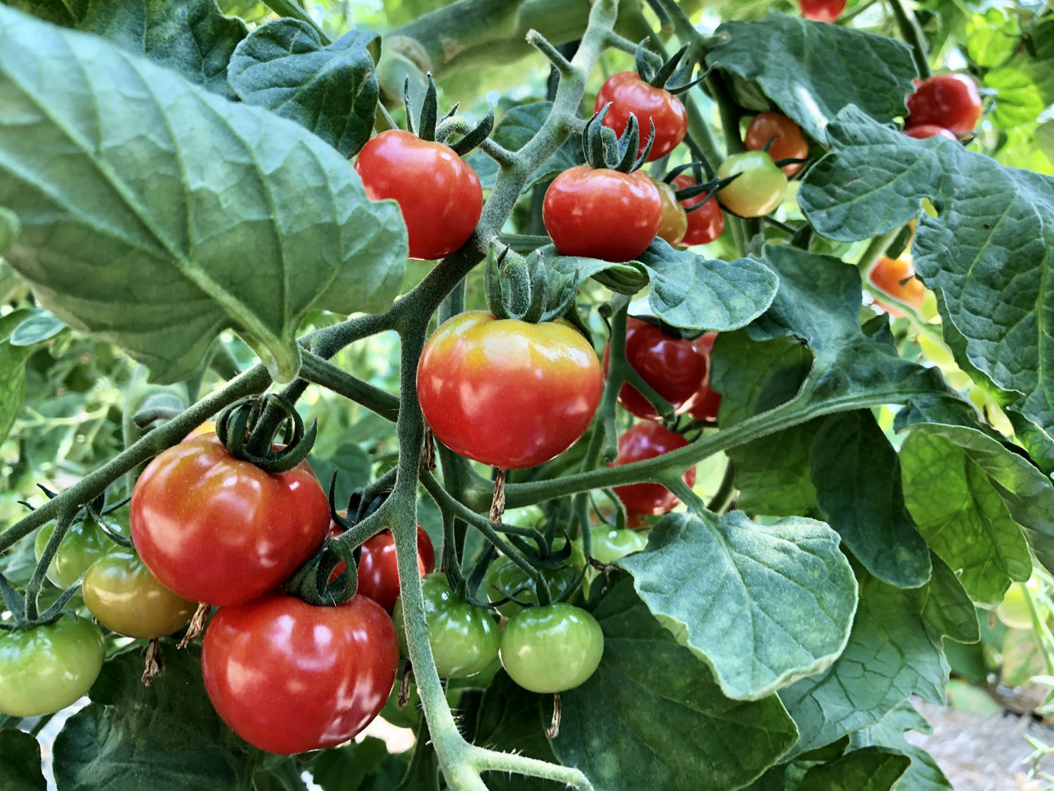 ミニトマト。皮が薄くて甘いんです。「ぷちぷよ」と言う名前だそうです。